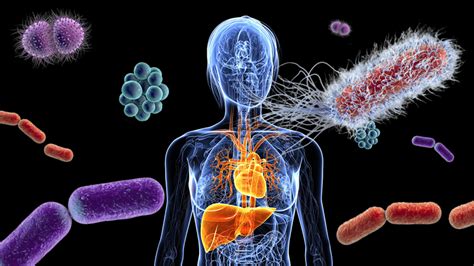 Unraveling The Link Between The Gut Microbiome Human Health And