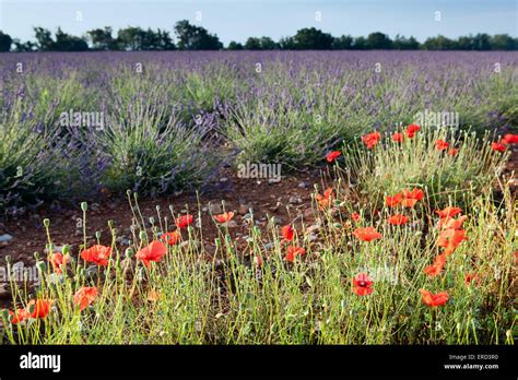 Lavender And Poppies Hi Res Stock Photography And Images Alamy