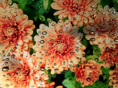 Water Drops On Orange Chrysanthemum Flowers Stock Image Image Of