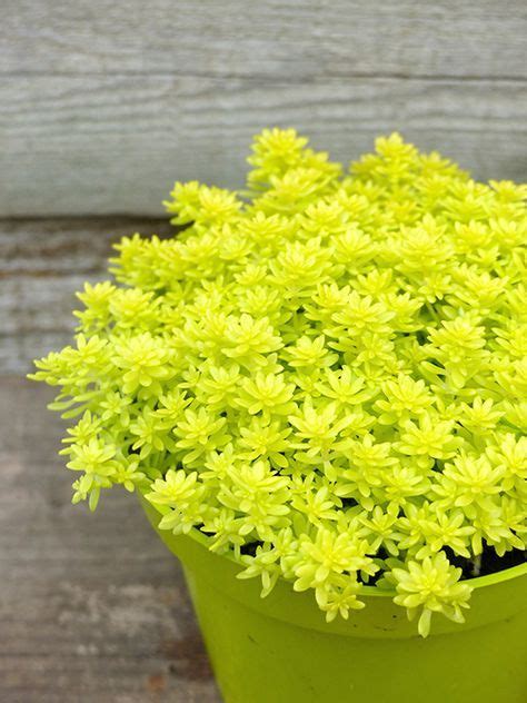 Lime Green Ground Cover With Yellow Flowers Ground Cover And Shrubs