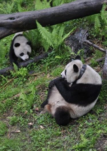 In Pictures Pandas In Training · The Daily Edge