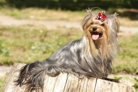 10 Long Haired Dog Breeds — Pet Central By Chewy