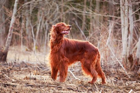 Irish Setter Growth Chart — What Is The Size They Set On
