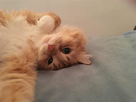 Cat Selfie Raww