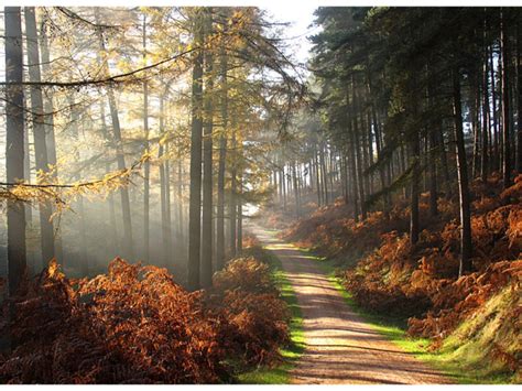Cannock Chase Country Park Up For Sale