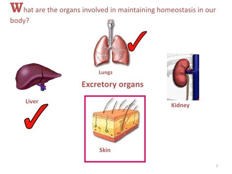 Overview Of Homeostasis And Excretion