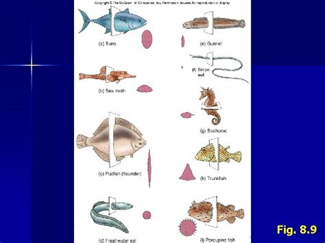 I Fishes Overview B 2 Chondrichthyes Cartilaginous Fishes