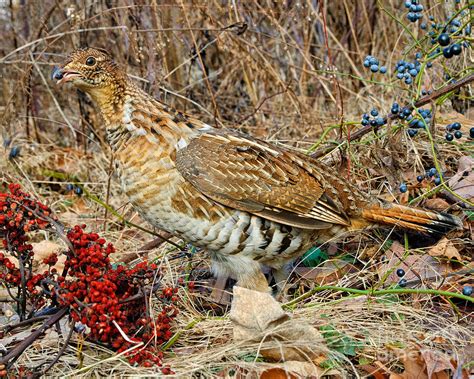 Ruffed Grouse Feeding On Greenbriar Berries Photograph By Timothy Flanigan