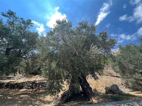 Oldest Olive Trees In Kawkaba