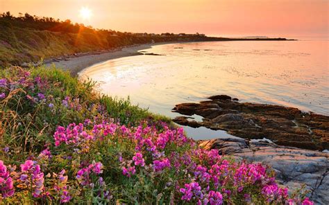 20 Outstanding Beach Flower Desktop Wallpaper You Can Get It Free