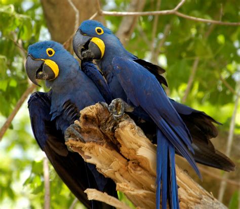 Animais Em Extinção No Nordeste