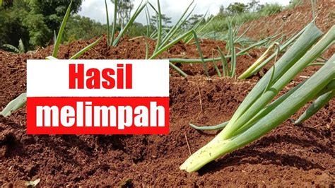 Kalian dapat menikmati daun bawang yang sudah anda beli atau anda tanam sendiri sebagai campuran dalam olahan salad, sup, dan lainnya. Cara Menanam Bawang Daun Yang Benar - YouTube