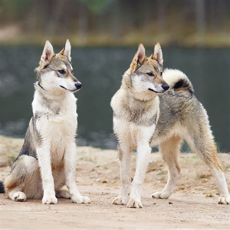 West Siberian Laika Facts Wisdom Panel Dog Breeds