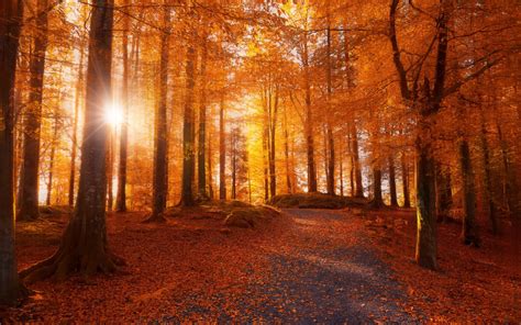 4565737 Sunlight Fall Forest Path Norway Nature Leaves