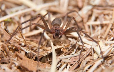 Brown Recluse Spiders Invading Murfreesboro Homes Spider Prevention