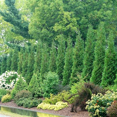 Thuja Full Speed A Hedge® American Pillar Wayside Gardens