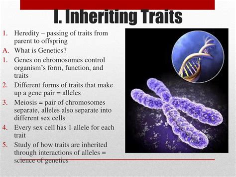 Ppt Ch 8 Heredity Powerpoint Presentation Free Download Id2217304