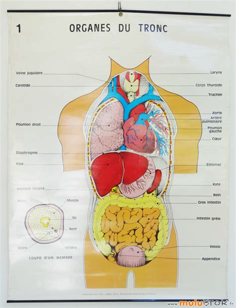 Collection Grande Affiche Organes Du Tronc Anatomie Mulubrok