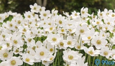 10 Tanaman Bunga Warna Putih Yang Cantik Dan Estetis