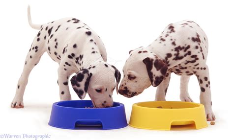 Dogs Dalmatian Pups Eating From Plastic Bowls Photo Wp05587