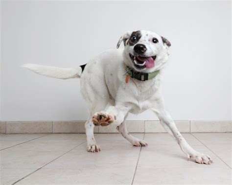 Exceptional care for your animal friends from our veterinarians in shrewsbury, nj. Happy Dog Looks: Do Dogs Really Smile? | Barton Heights ...