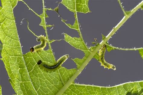 How To Get Rid Of Sawflies Naturally Larvae And Adults Bugwiz