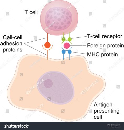 Antigen Presenting Cell Types