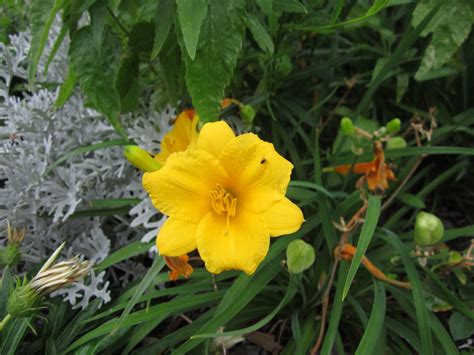 Yellow Plants For Central Texas Gardening Lisas