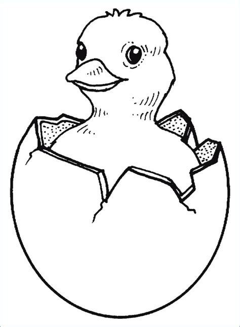 Akruti on september 17, 2019. Chick Coloring Page - Best Coloring Pages For Kids