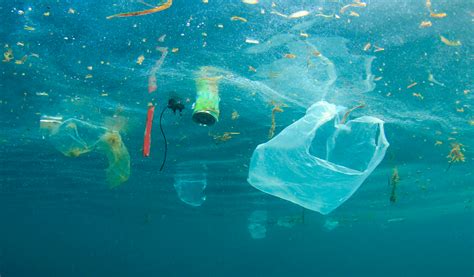 Contaminación De Océanos Pone En Peligro Seguridad Alimentaria Ocean