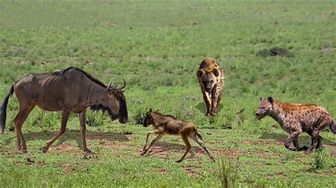 Lost Baby Wildebeest Escape From Hyenas Hunting And Return With Mother