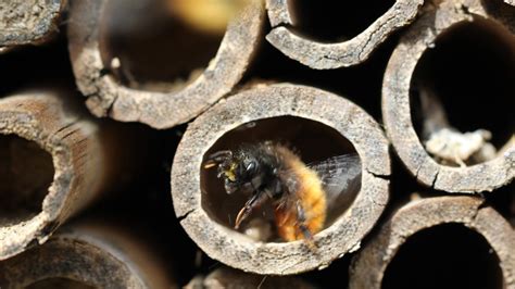 Bee Nesting Behaviour Attract Bees