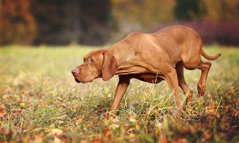 Vizsla Dog Breed Information And Facts Pictures Pets Feed