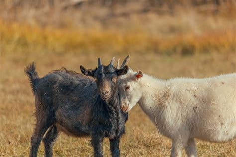Free Images Kid Animal Grass Dry Autumn Goats Feral Goat Horn