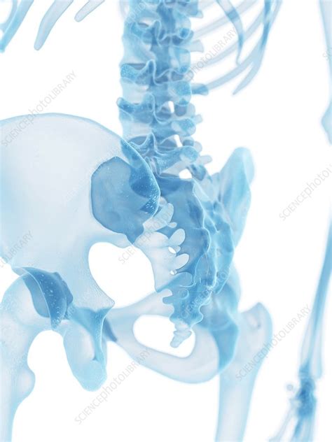 Human Hip Bone Artwork Stock Image F0094247 Science Photo Library