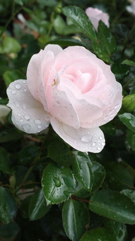 A Pink Rose With Water Droplets On It