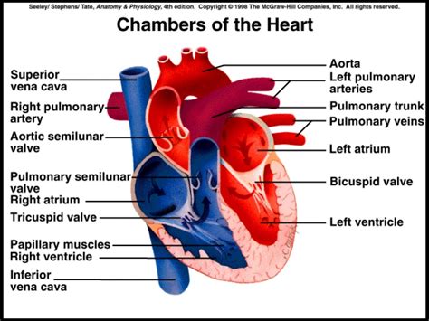 Heart Chambers Diagram Quizlet
