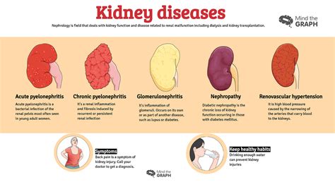 Urinary System Diseases Infographics To Understand By Mind The Graph