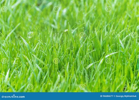 Wet Grass Dew Blurred Background Lush Meadow Sunlight Bokeh Stock Image