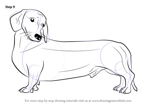 Dogs are human's best friend, and there are over 300 different breeds, from chihuahuas to german shepherds to labrador retrievers. Learn How to Draw a Wiener Dog (Dogs) Step by Step ...