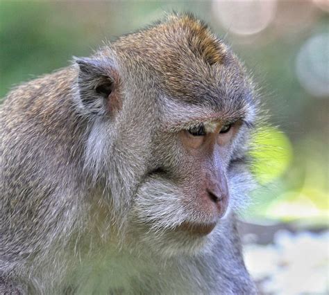 Sacred Monkey Forest Sanctuary Ubud 2022 What To Know Before You Go
