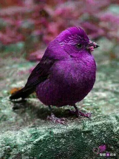 Purple Robin With Images Beautiful Birds Animals Beautiful