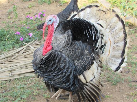 Osceola Turkey Living Life One Gobble At A Time Cswd