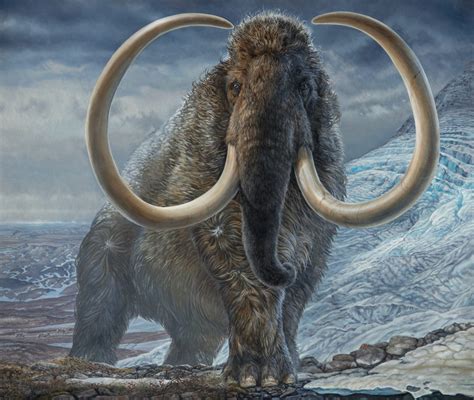 A Mammoth Journey How Scientists Traced A Mammoths Migration