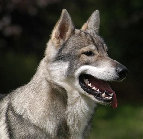 Wolf Dog Breeds Top Guide And Facts Animal Corner