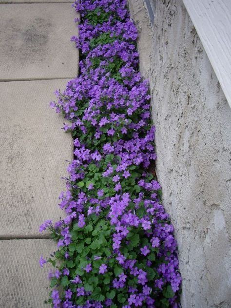 Purple Flowering Groundcover Campanula Portenschlagiana A Plant