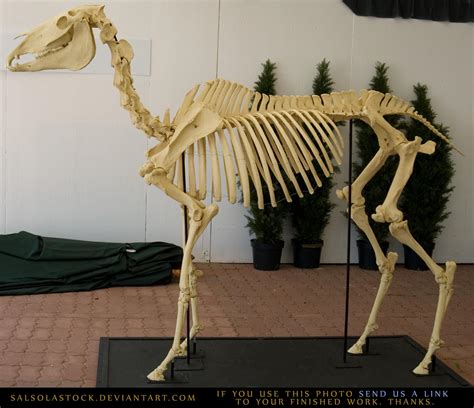 Horse Skeleton 3 By Salsolastock On Deviantart
