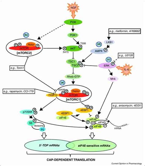 Regulation of mRNA translation in primary afferents ...