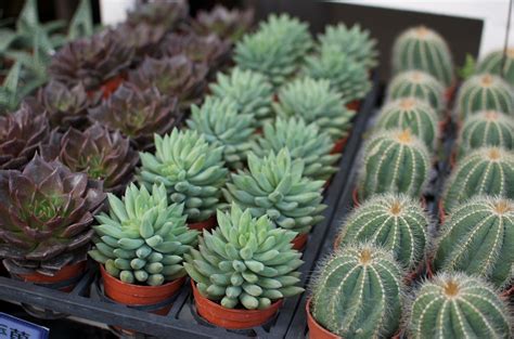These will appear brown or black. HOW TO: CARE FOR YOUR SUCCULENTS « a pair & a spare
