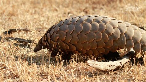 Animals may be killed at the table in order to prove to the customer that they are consuming genuine pangolin meat. P is for Pangolin | Sheena Knox | andBeyond
